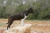 AMSTAFF ADULT 099